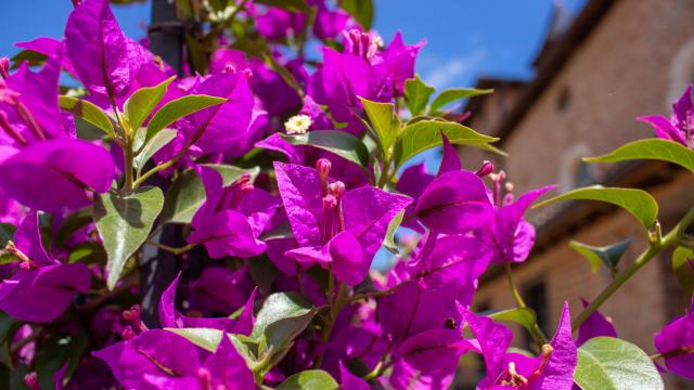 Bougainvillier3 Ancien Hopital Chatillon Clara