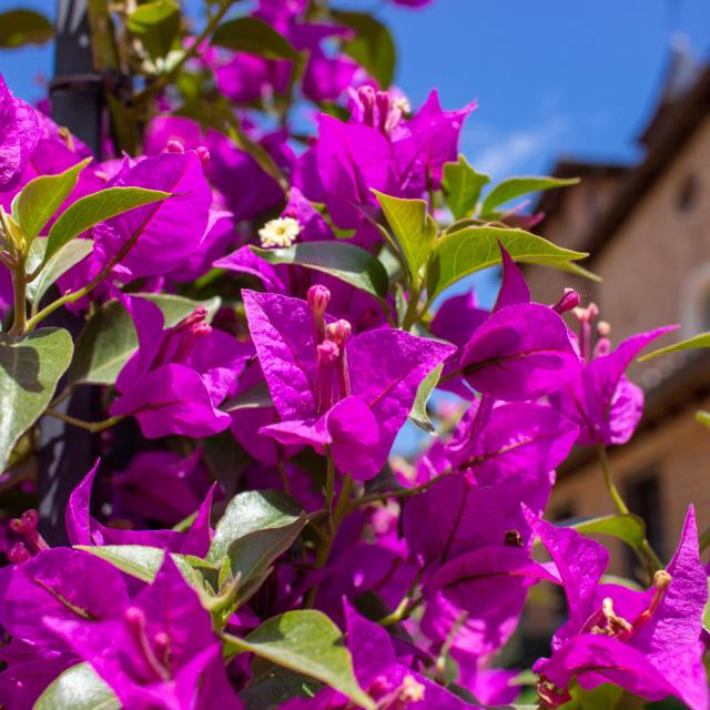 Bougainvillier3 Ancien Hopital Chatillon Clara