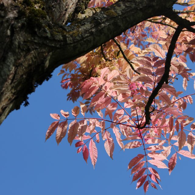 Arboretum Cecile Tribollet 3