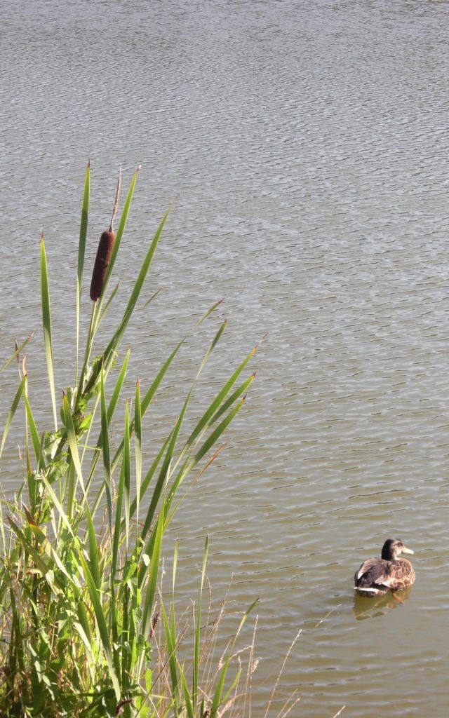 Etangs des Prés Gaudet