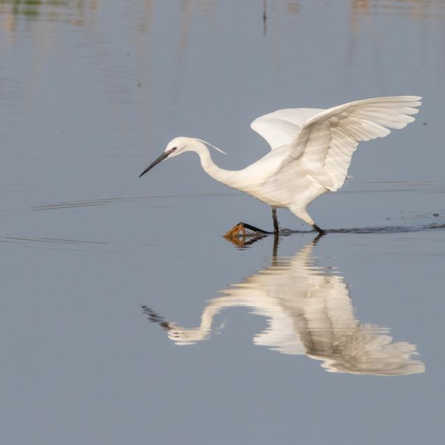 Aigrette Garzette