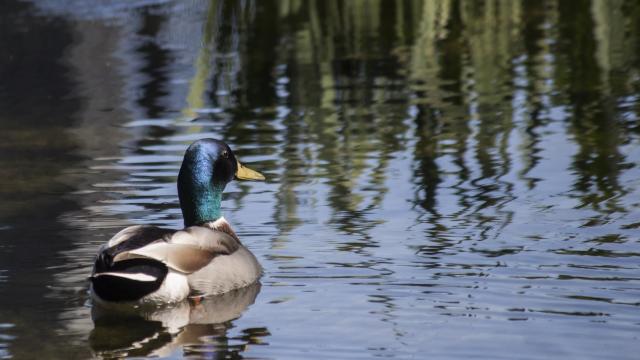 Canard Colvert