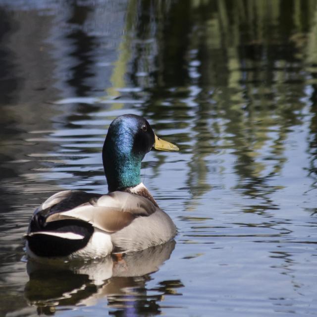 Canard Colvert