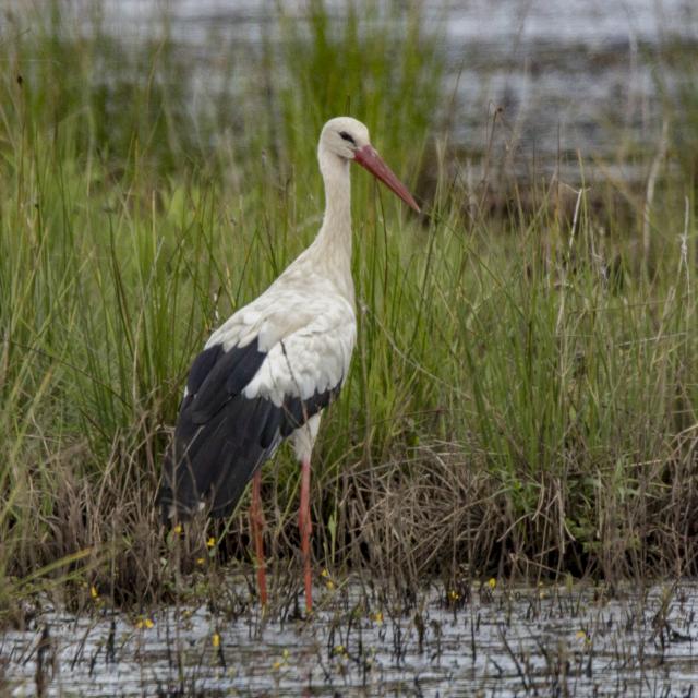 Cigogne Blanche