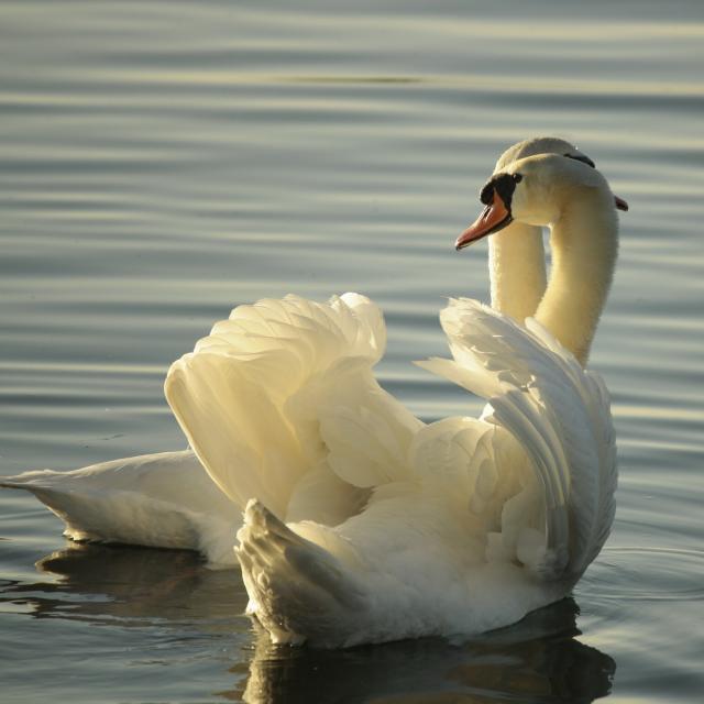 Cygne Tubercule