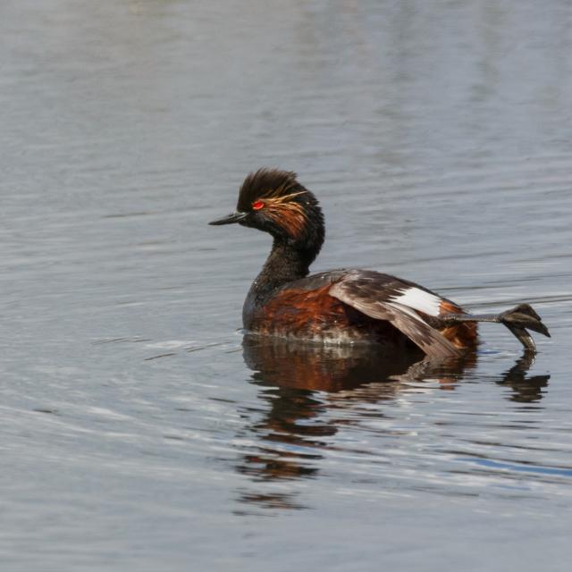 Grebe A Cou Noir