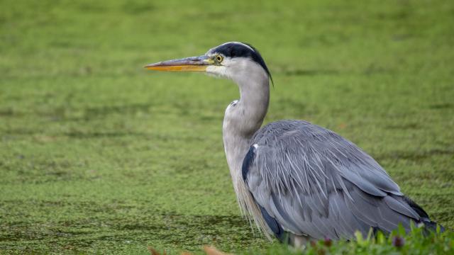 Heron Cendre