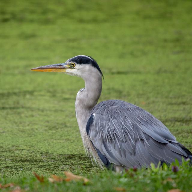 Heron Cendre