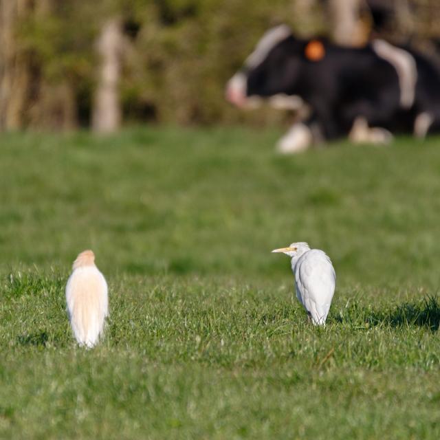 Heron Garde Boeufs