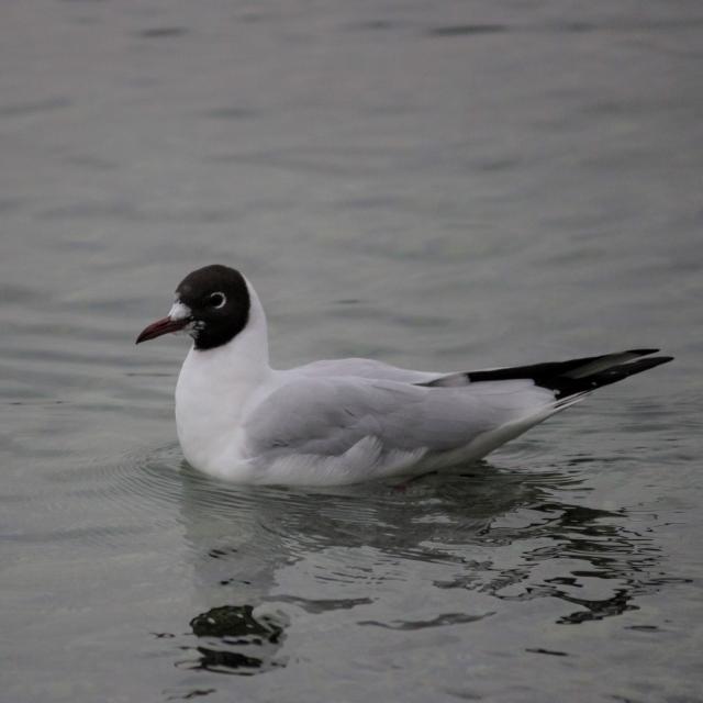 Mouette Rieuse