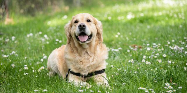 Venir En Dombes Avec Son Chien