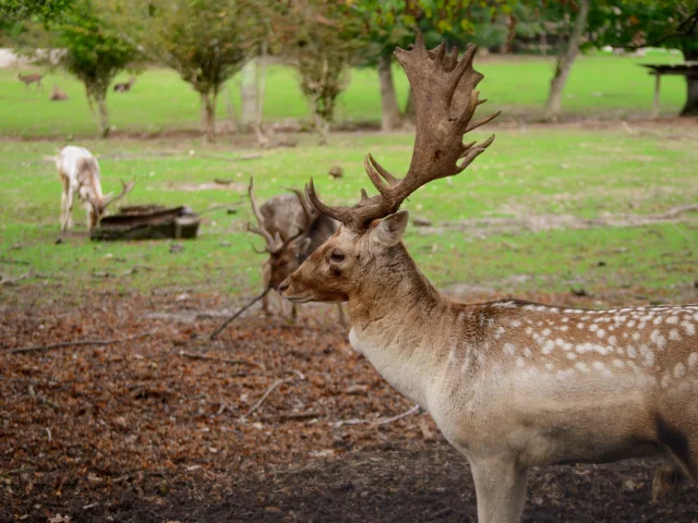 Cerf daim du Domaine de la Dombes