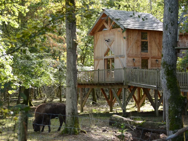 Cabane perchée dans la forêt au Domaine de la Dombes