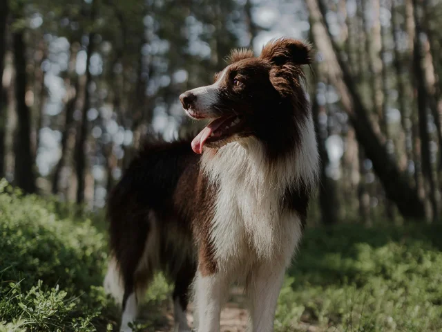 Chien Laisse Balade Foret