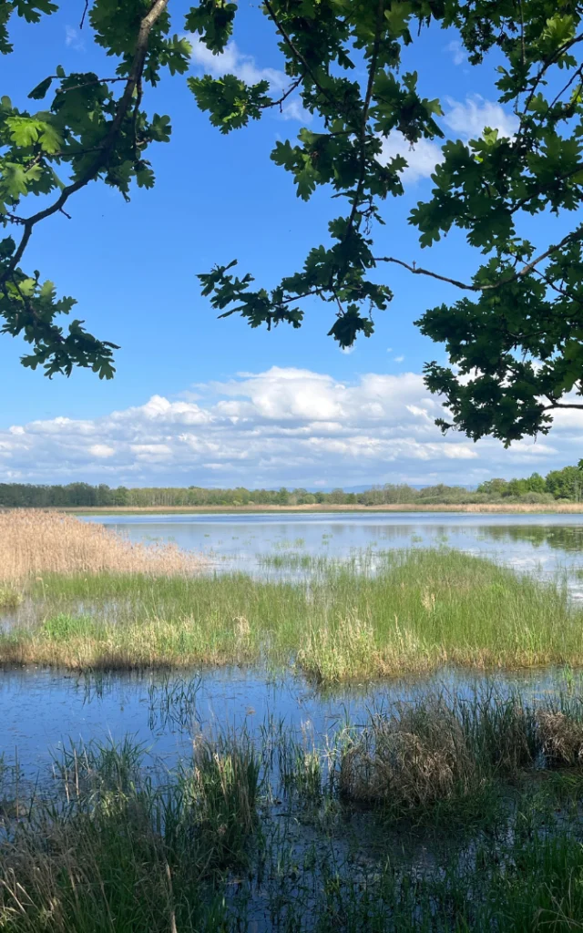 Etang de la Dombes