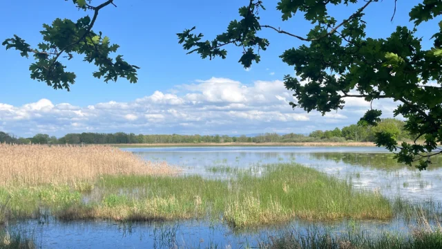 Etang de la Dombes