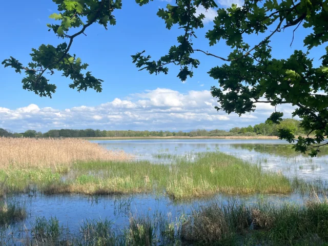 Etang de la Dombes