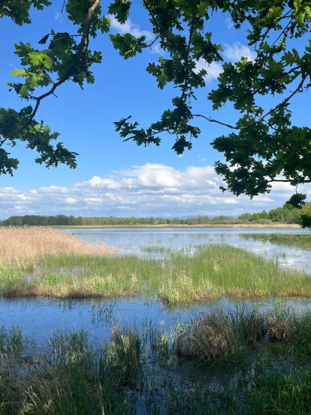 Etang de la Dombes