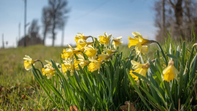 Jonquilles