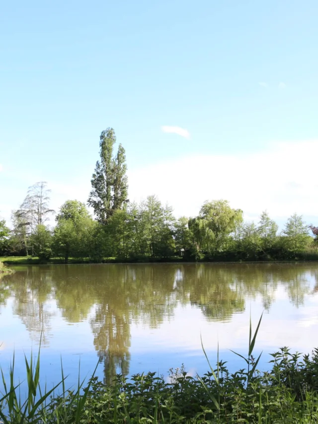 Sainte-Olive-Etang-Chardonnet.png